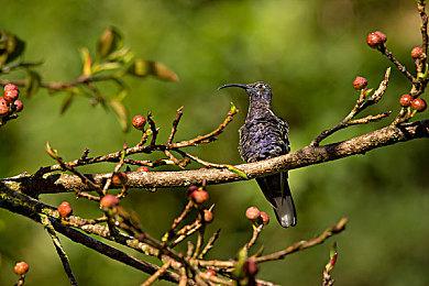 今年夏季《忍者小子》将改编成四人合作动作游戏